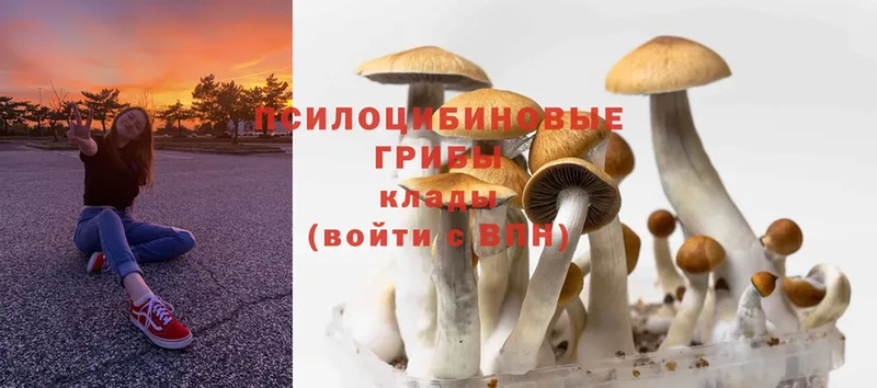 Псилоцибиновые грибы MAGIC MUSHROOMS  Старица 